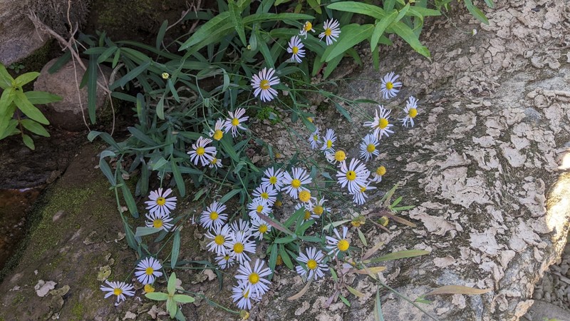 Boltonia asteroides var. asteroides photo 3
