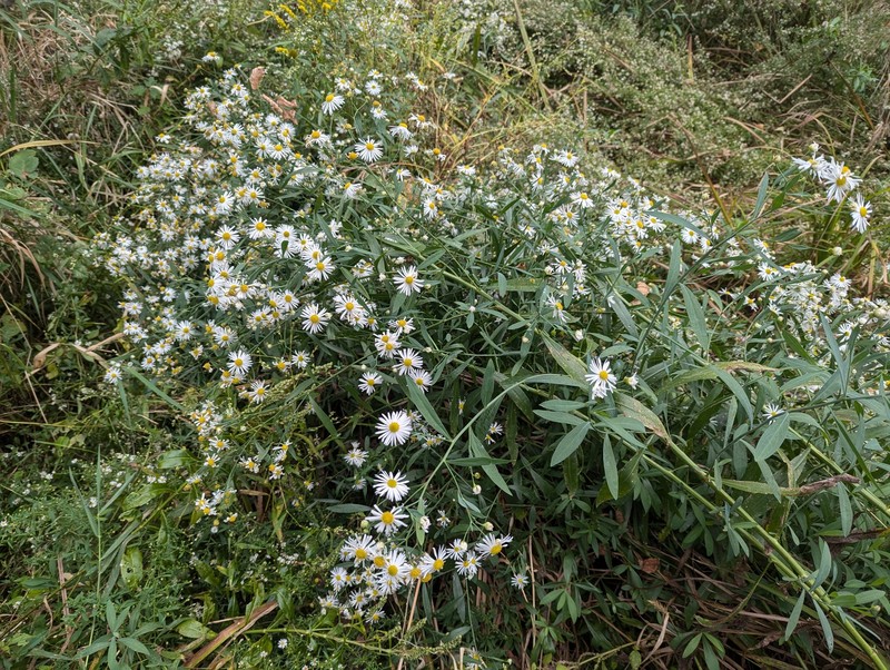 Boltonia asteroides var. asteroides photo 4
