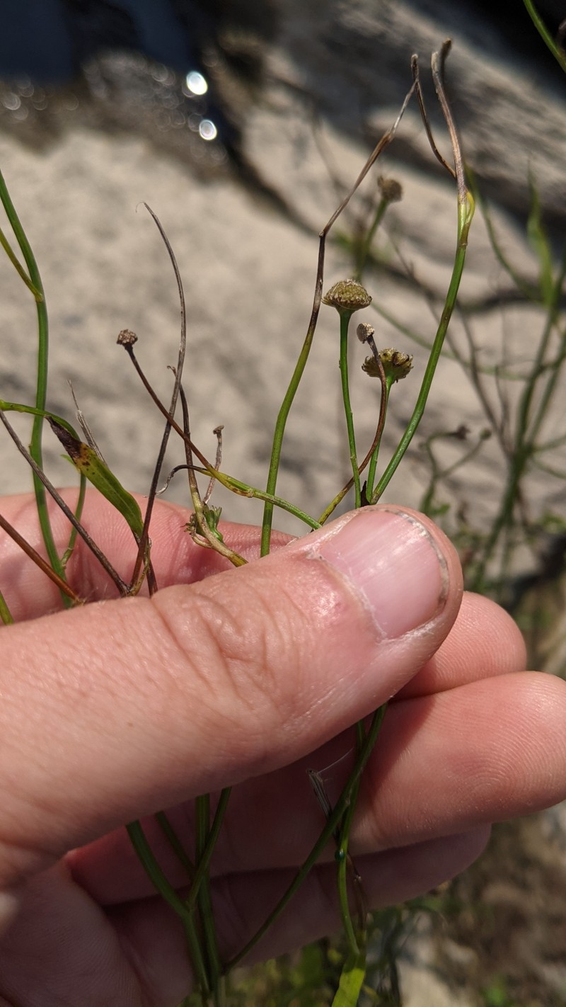 Boltonia asteroides var. asteroides photo 5