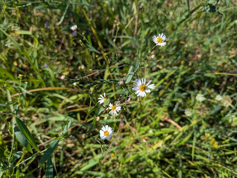 Boltonia asteroides var. latisquama