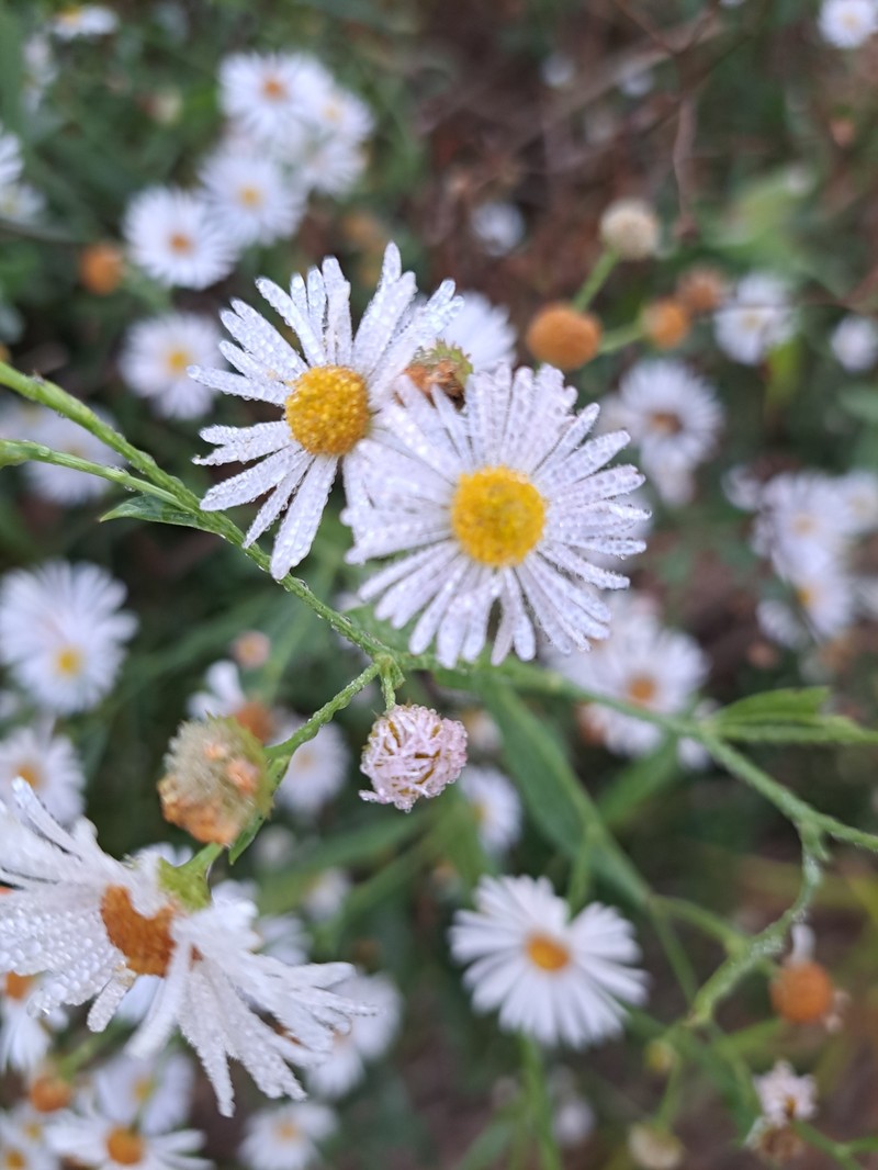 Boltonia asteroides var. latisquama photo 2
