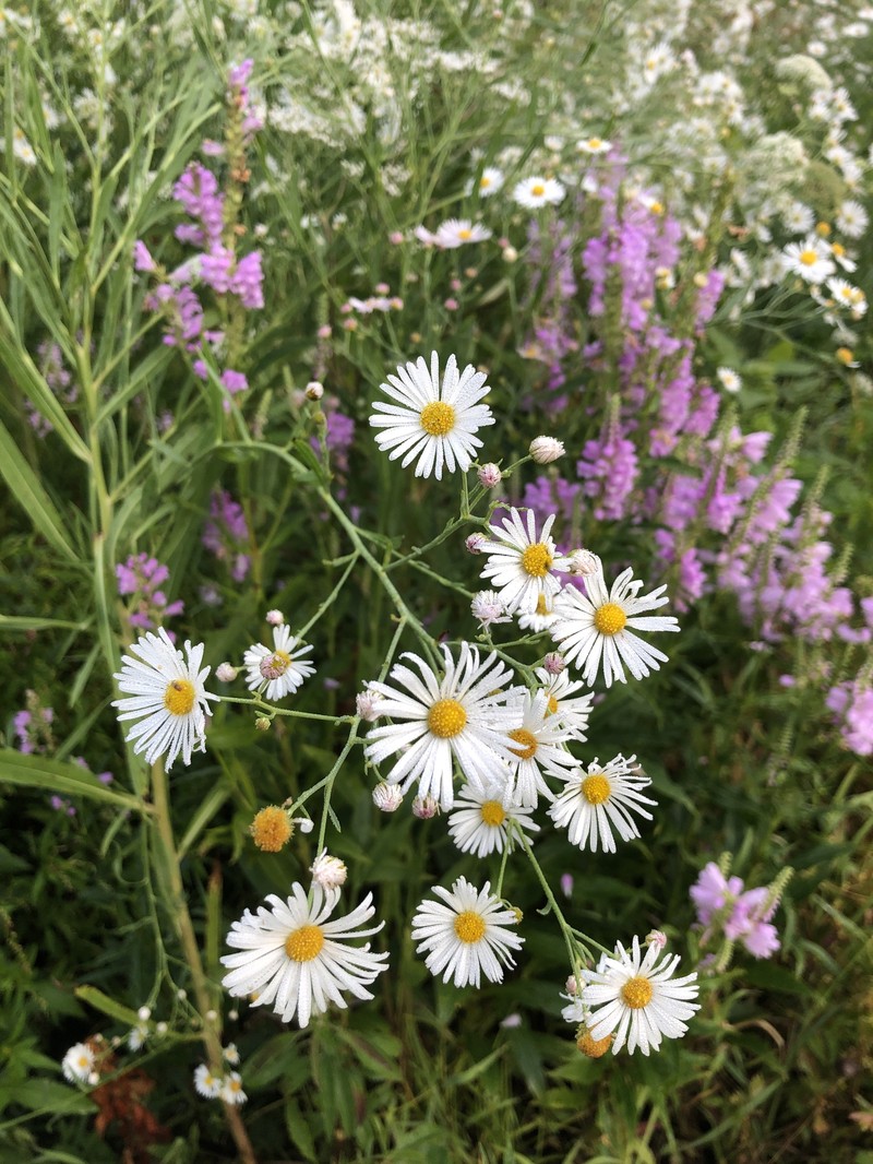 Boltonia asteroides var. latisquama photo 3
