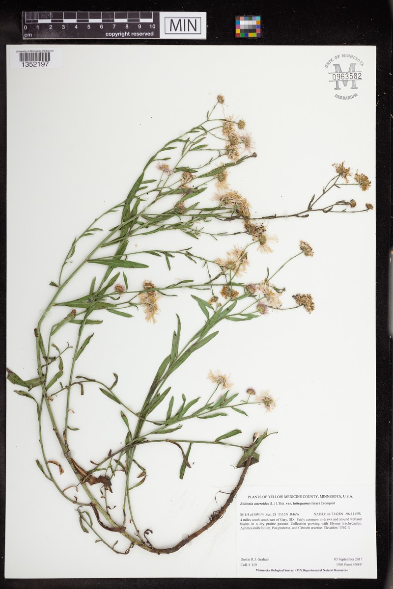 Boltonia asteroides var. latisquama photo 4