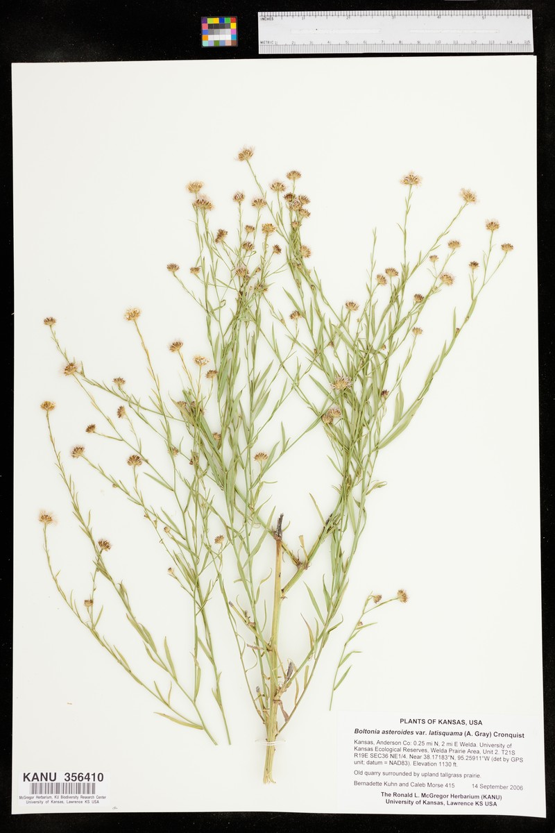 Boltonia asteroides var. latisquama photo 5