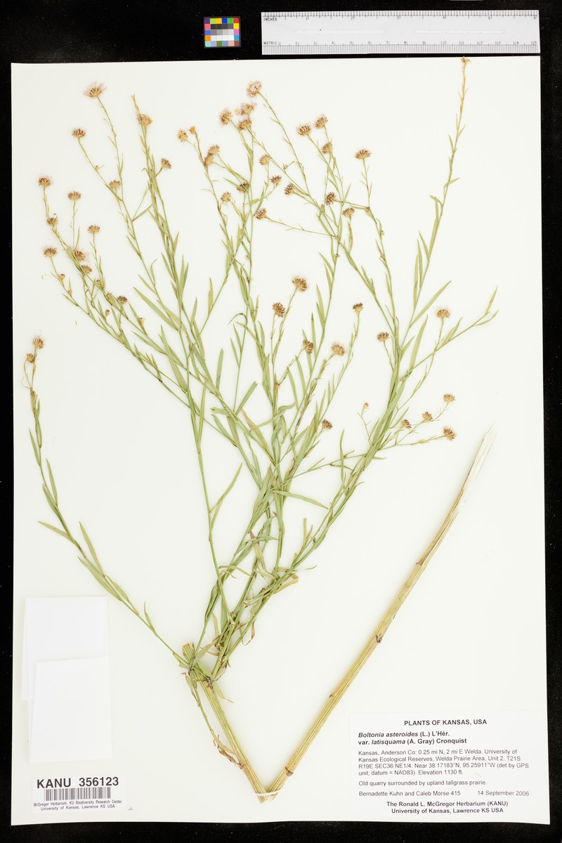 Boltonia asteroides var. latisquama photo 6
