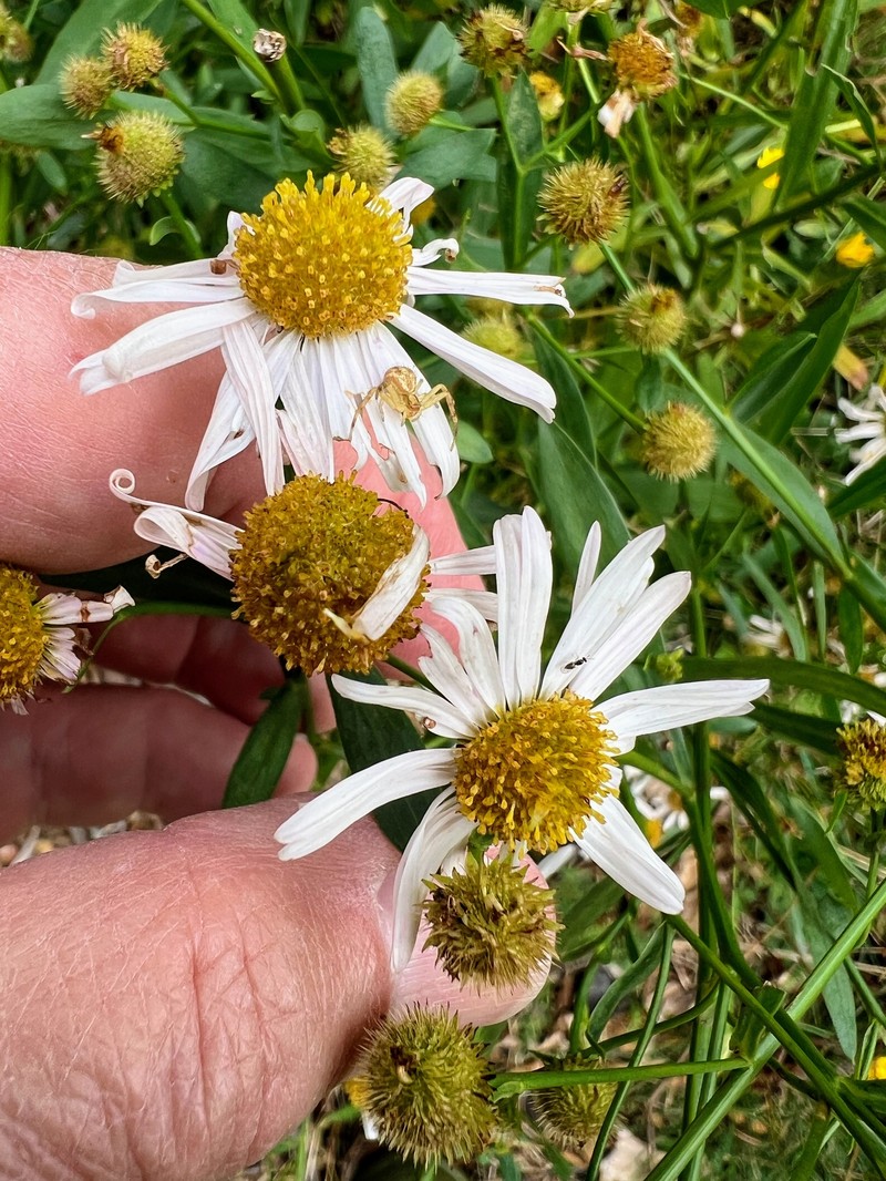 Boltonia asteroides var. recognita