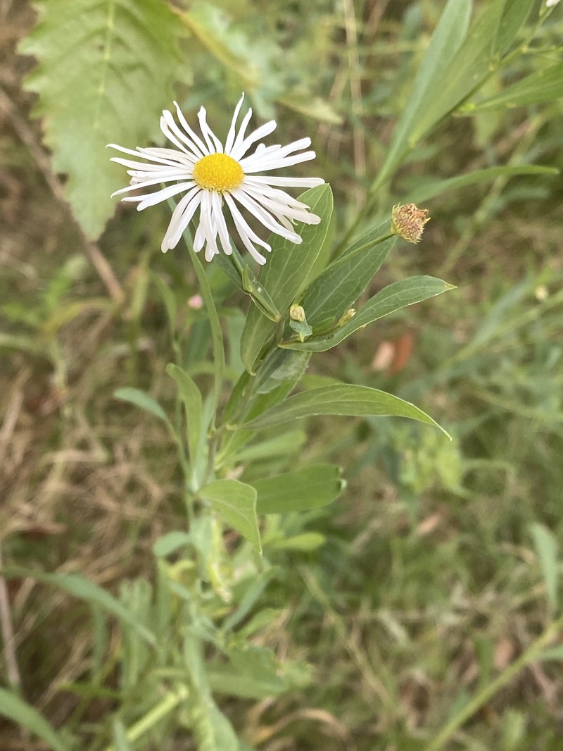Boltonia asteroides var. recognita photo 2