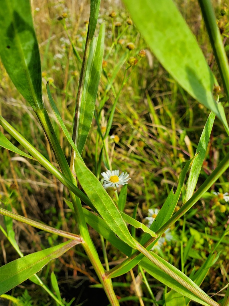 Boltonia asteroides var. recognita photo 3