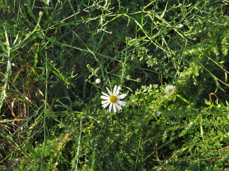 Boltonia asteroides var. recognita photo 4