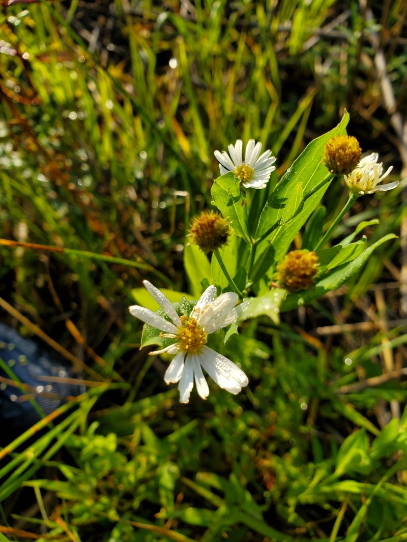 Boltonia asteroides var. recognita photo 5