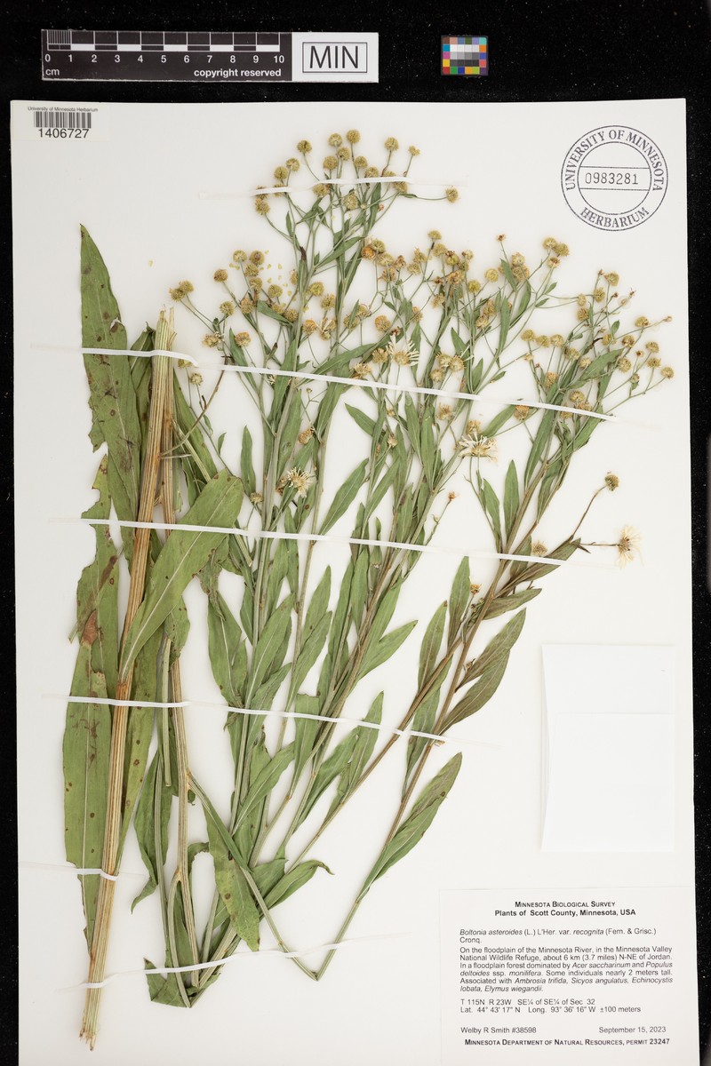 Boltonia asteroides var. recognita photo 6