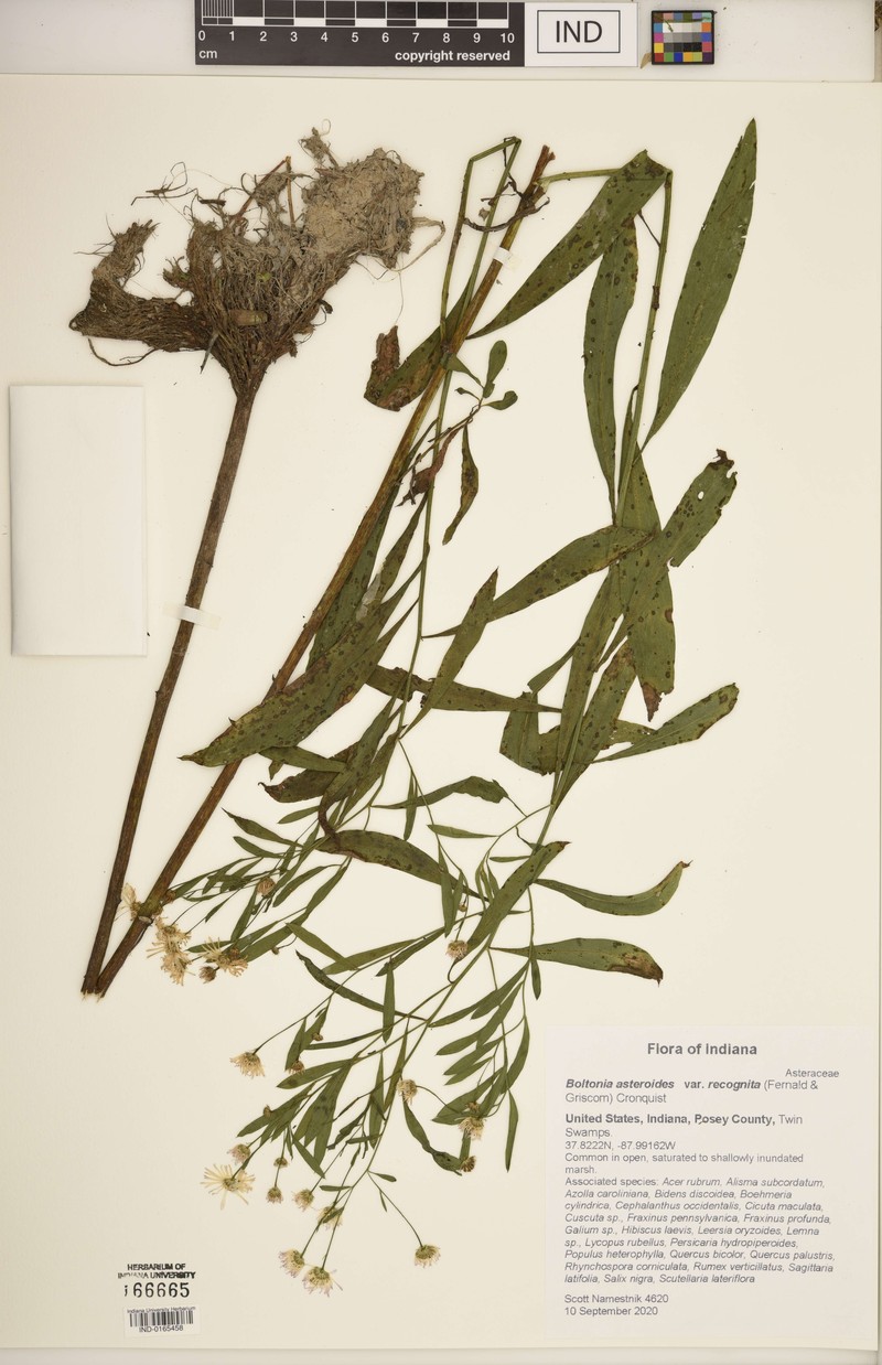 Boltonia asteroides var. recognita photo 7