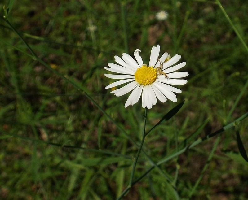 Carolina Doll's Daisy photo 5