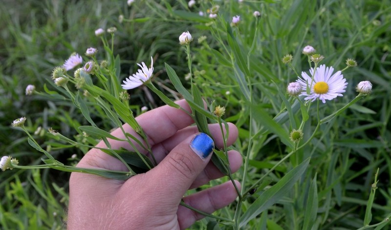 Claspingleaf Doll's Daisy photo 4