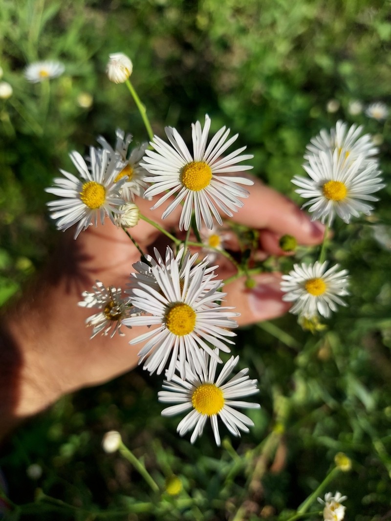 Claspingleaf Doll's Daisy photo 6