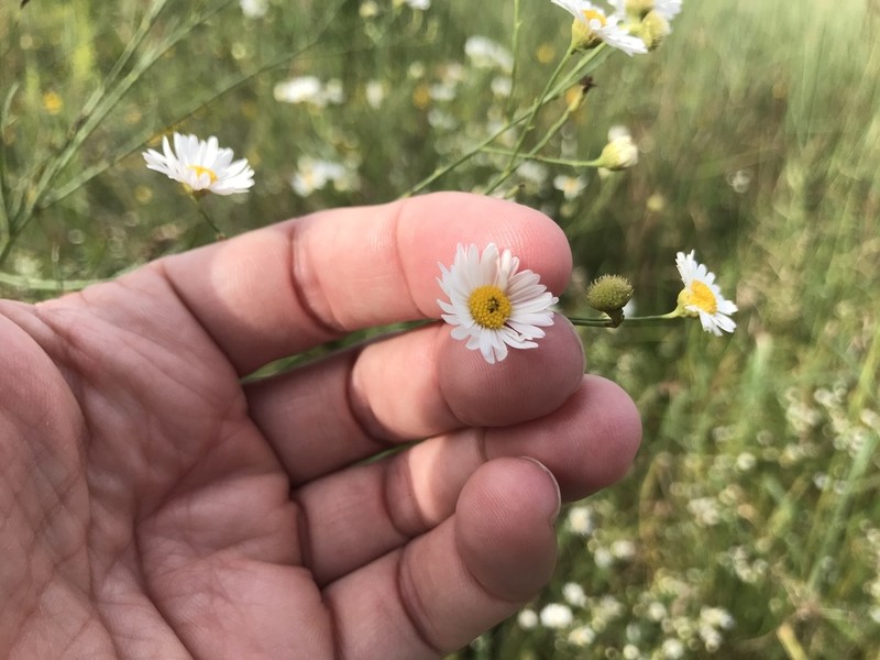 Smallhead Doll's Daisy photo 2