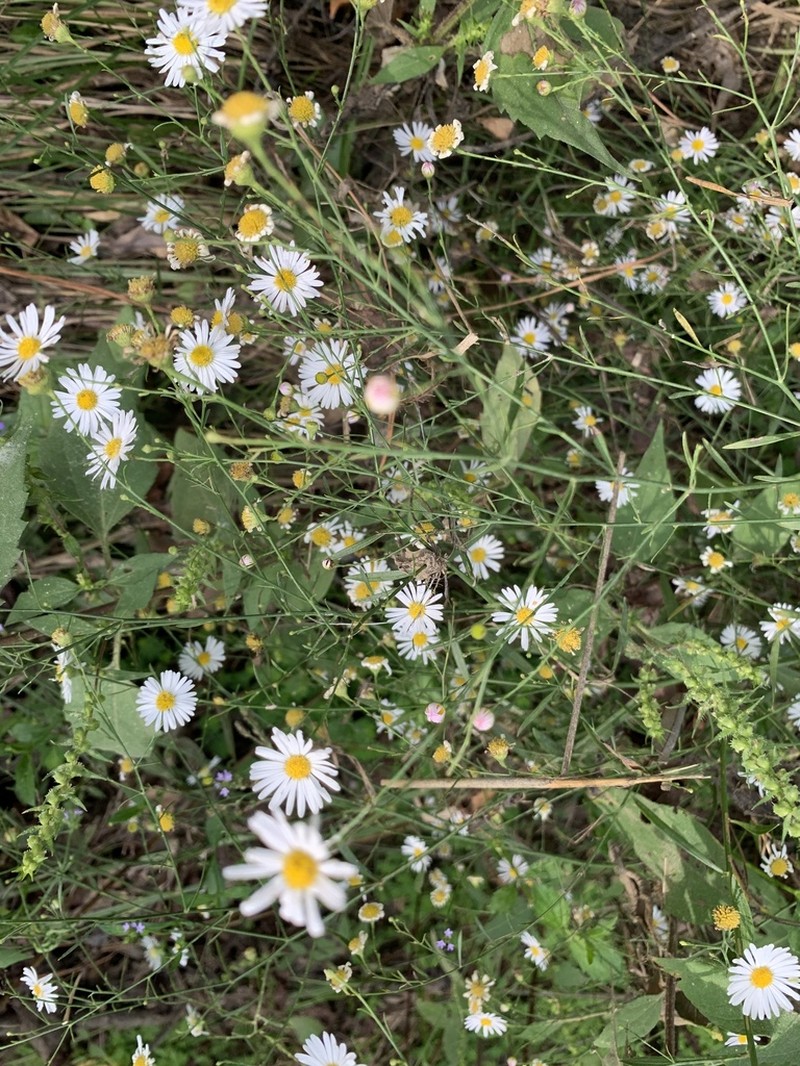 Smallhead Doll's Daisy photo 3