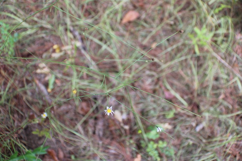 Smallhead Doll's Daisy photo 5