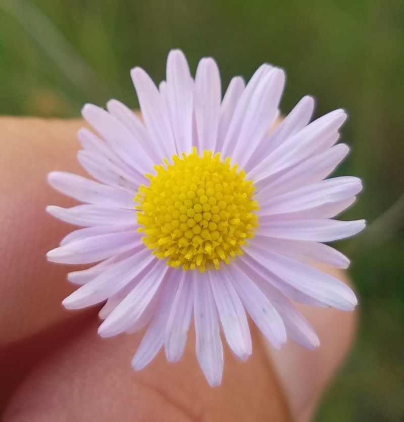 Smallhead Doll's Daisy photo 6