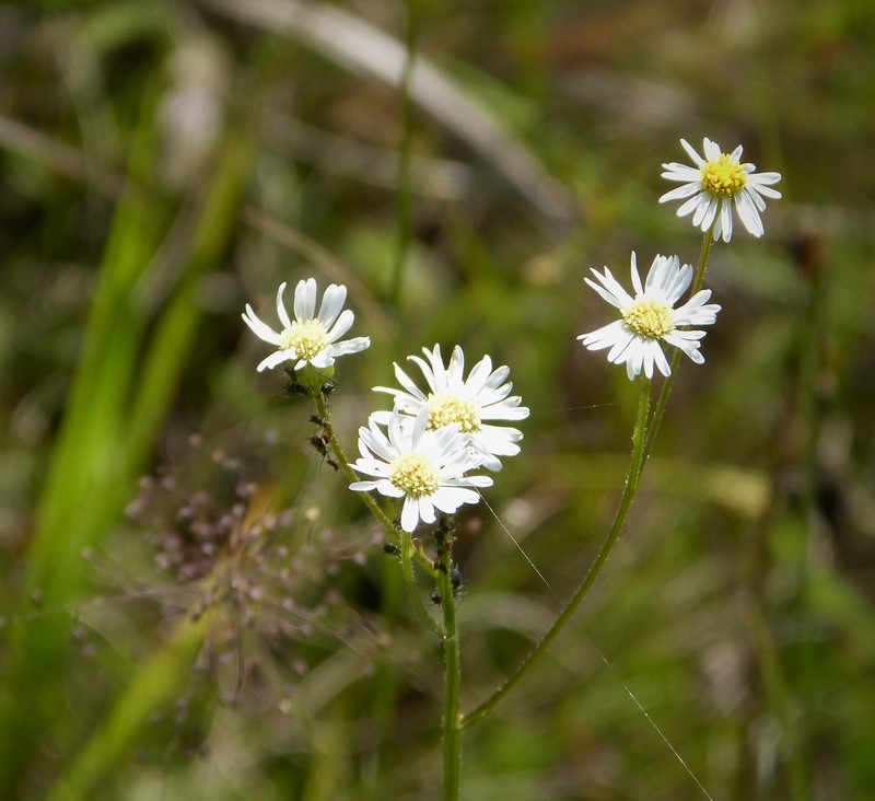 Smallhead Doll's Daisy