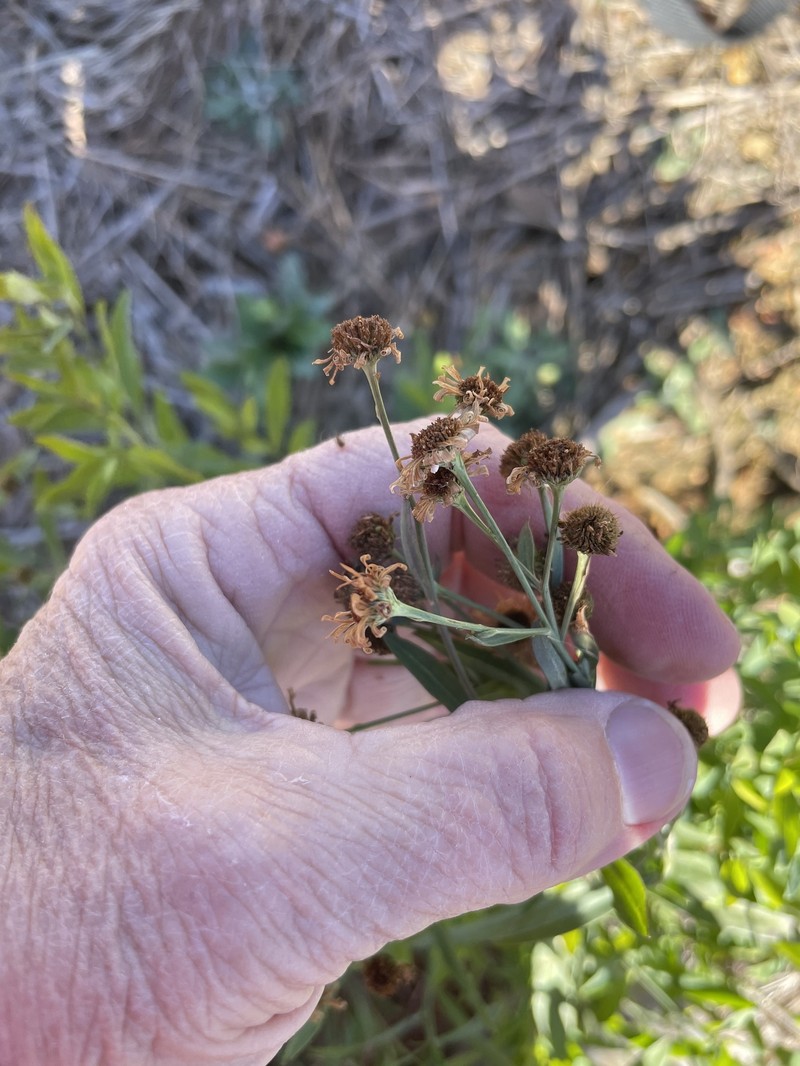 Boltonia diffusa var. diffusa