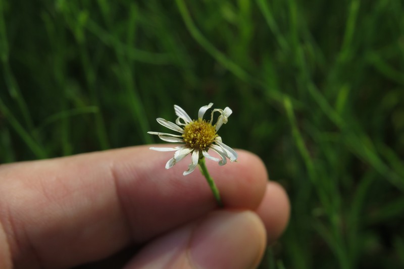 Boltonia diffusa var. diffusa photo 2