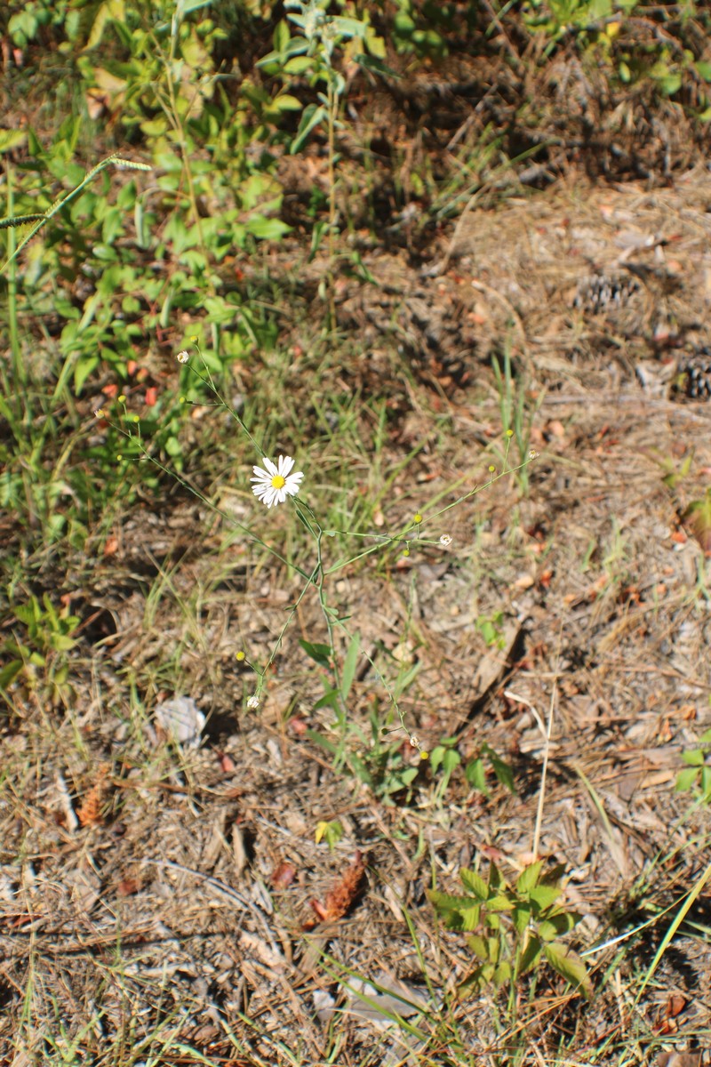 Boltonia diffusa var. diffusa photo 3