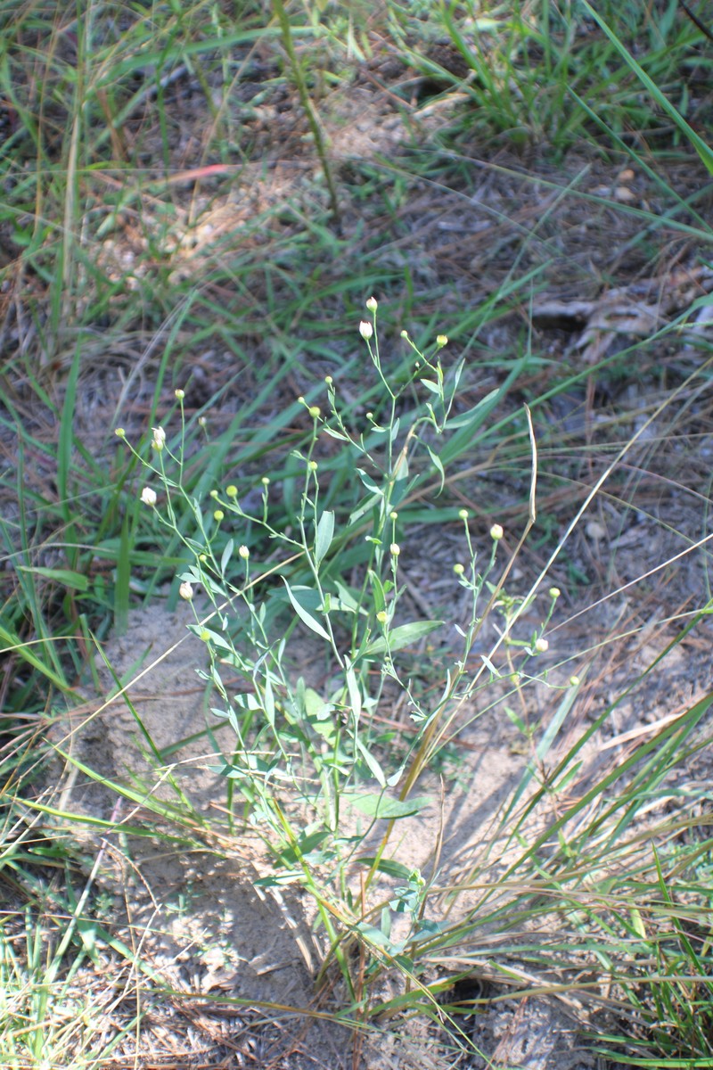 Boltonia diffusa var. diffusa photo 4