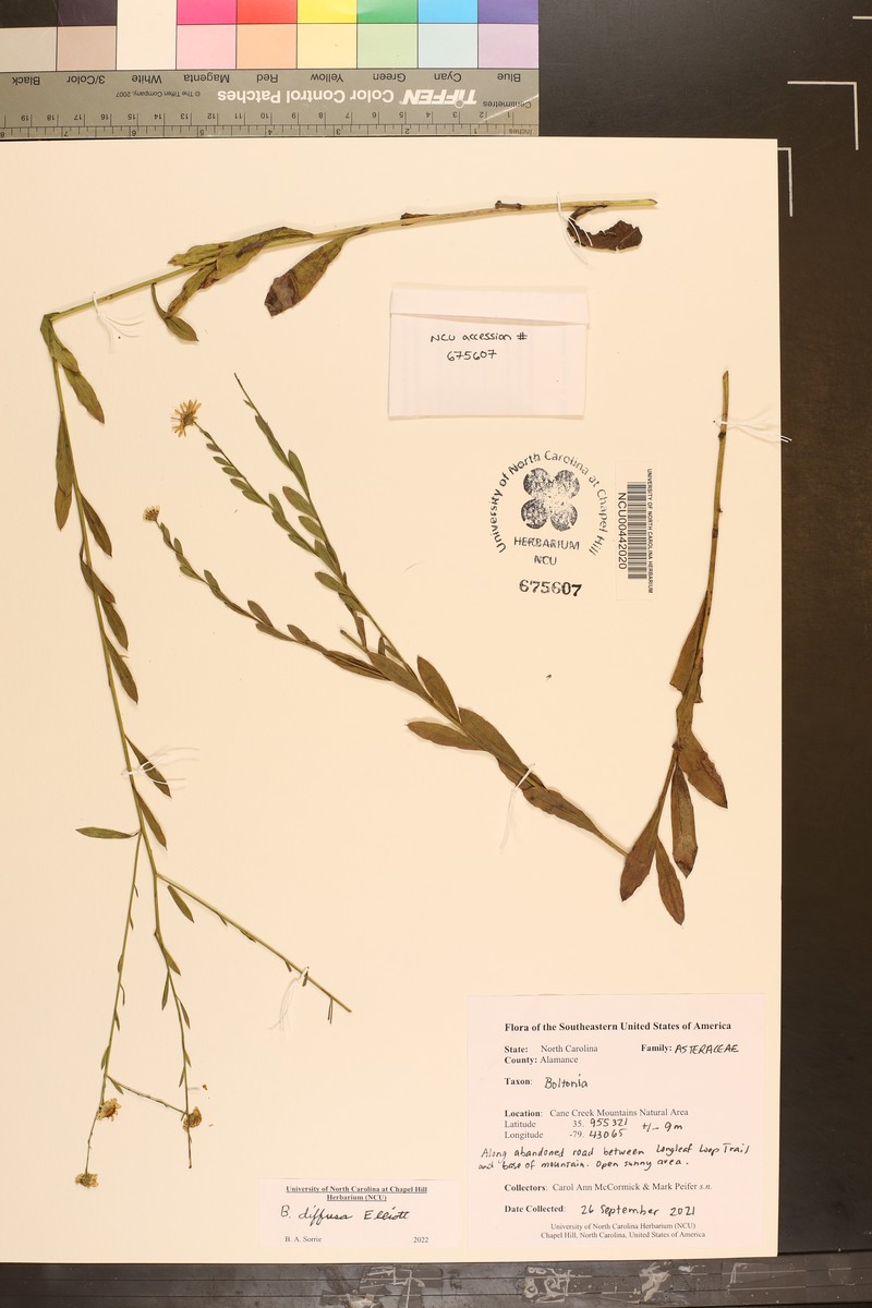 Boltonia diffusa var. interior photo 2