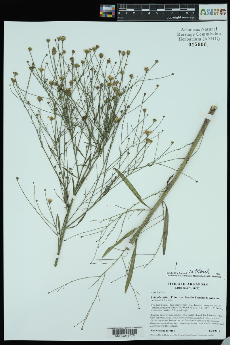 Boltonia diffusa var. interior photo 3