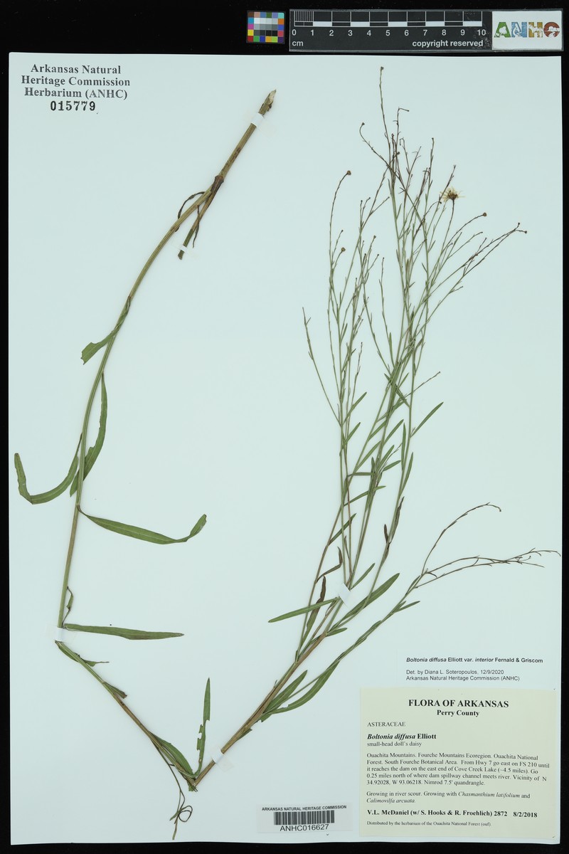 Boltonia diffusa var. interior photo 4