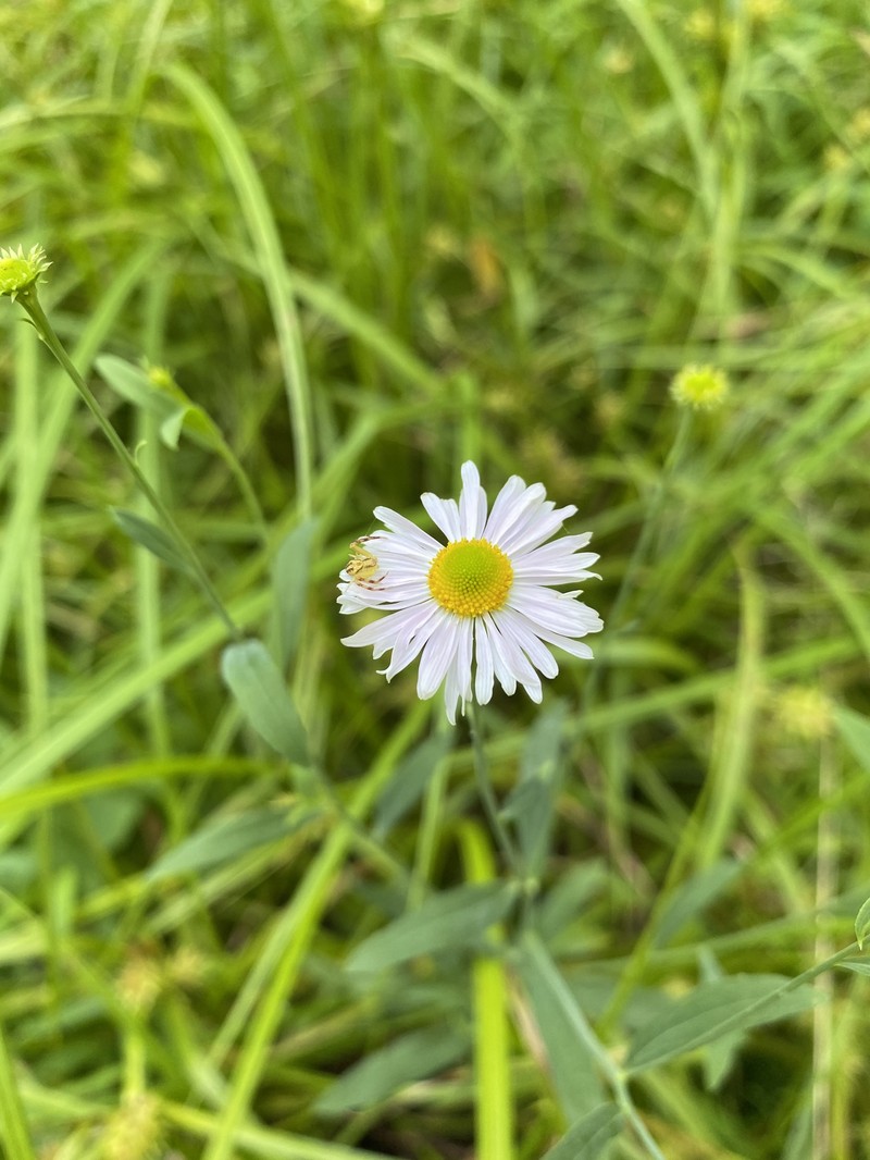 Mountain Doll'S Daisy