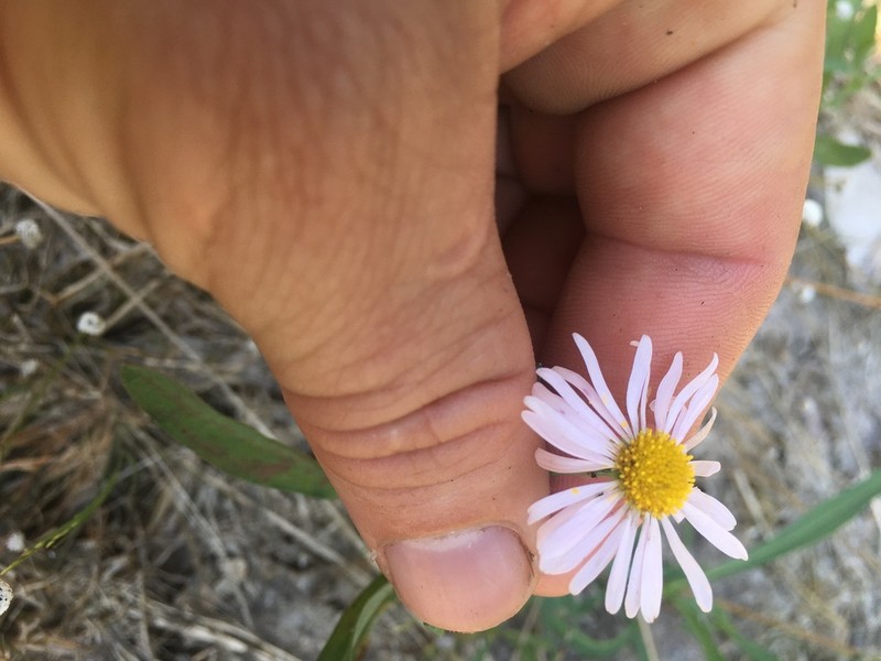 Mountain Doll'S Daisy