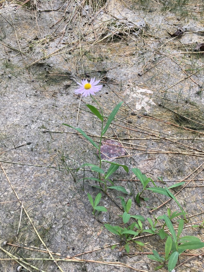 Mountain Doll'S Daisy photo 3