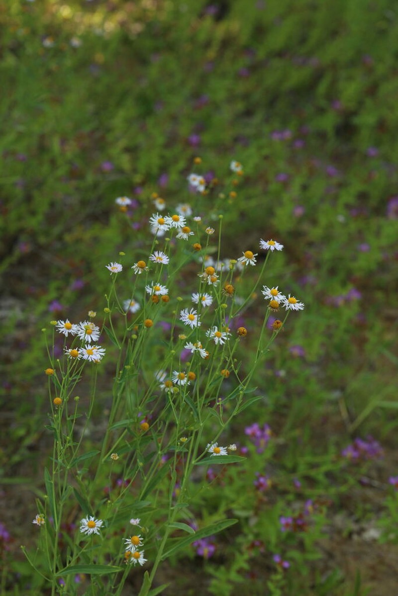 Mountain Doll'S Daisy photo 4