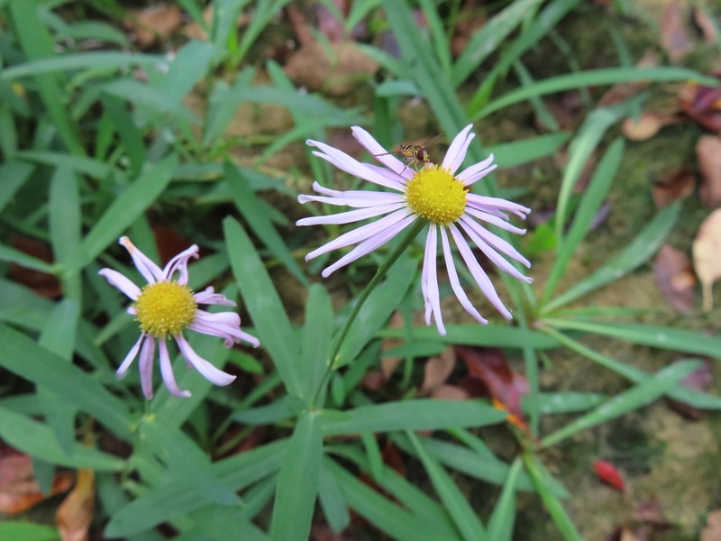 Mountain Doll'S Daisy photo 5