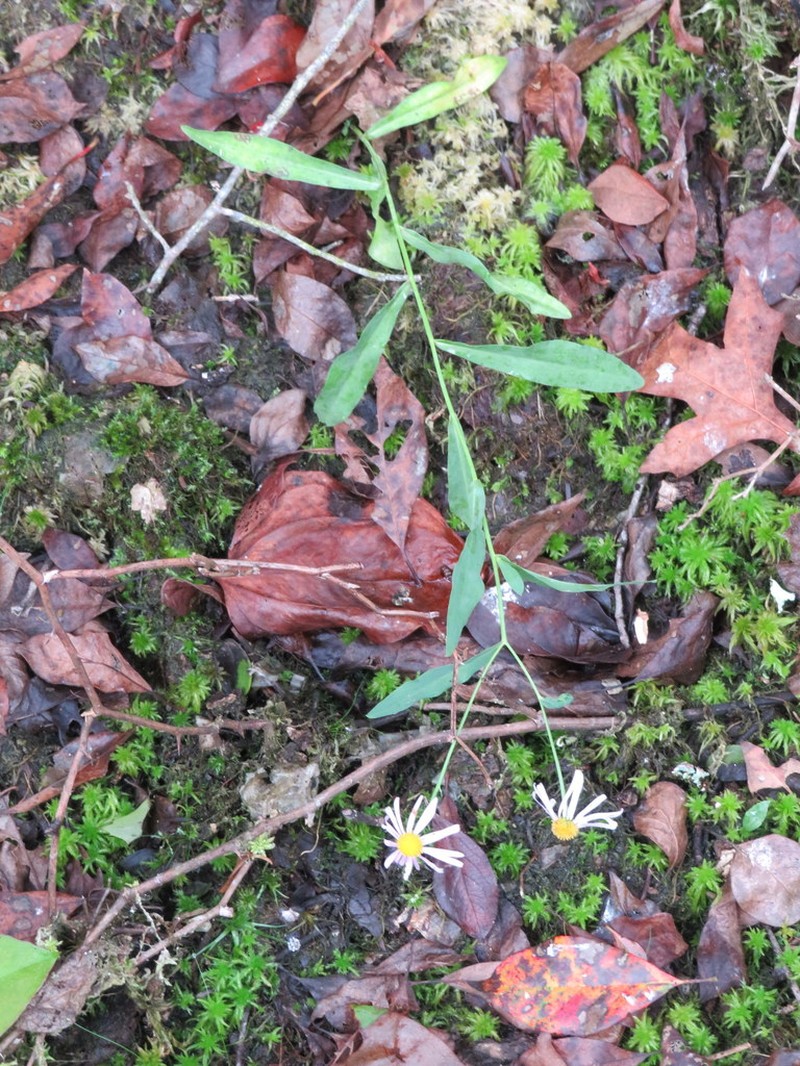 Mountain Doll'S Daisy photo 6
