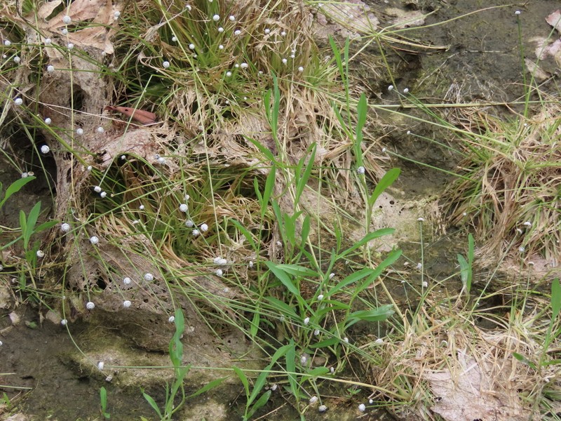 Mountain Doll'S Daisy photo 8