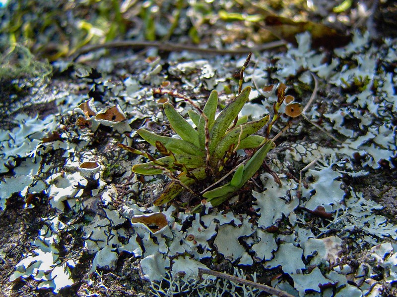 Bolusiella iridifolia