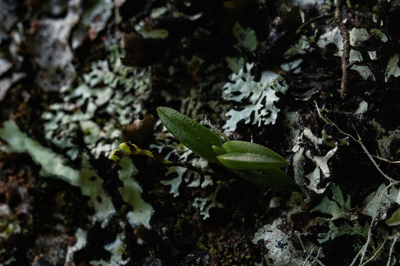 Bolusiella iridifolia photo 2