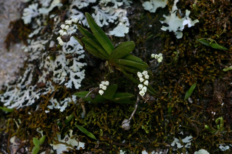 Bolusiella iridifolia photo 3