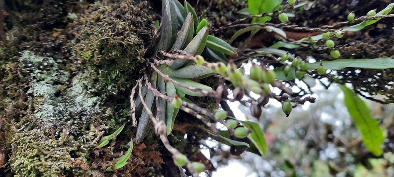 Bolusiella iridifolia photo 4