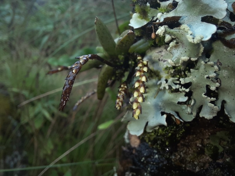 Bolusiella iridifolia photo 5