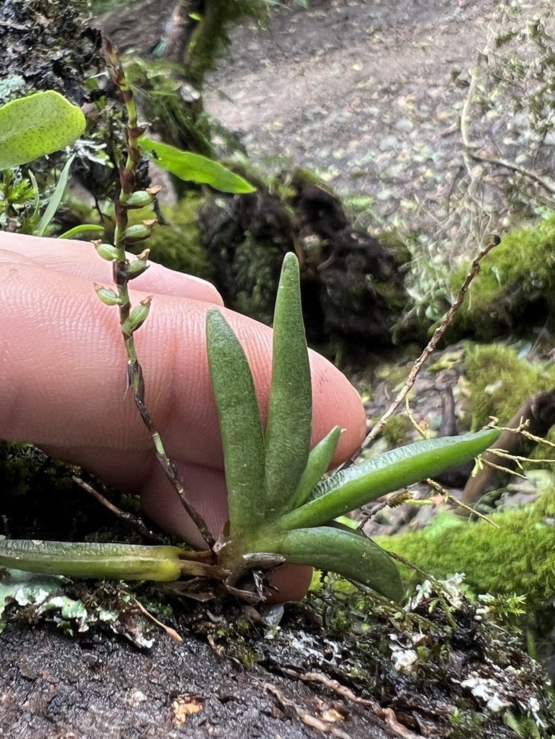 Bolusiella iridifolia photo 6