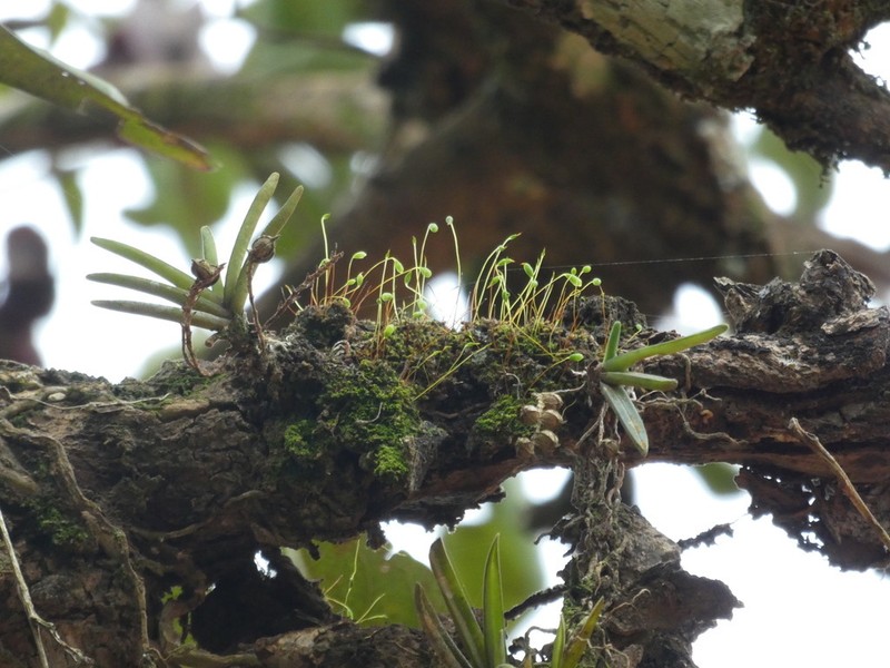 Bolusiella iridifolia photo 8