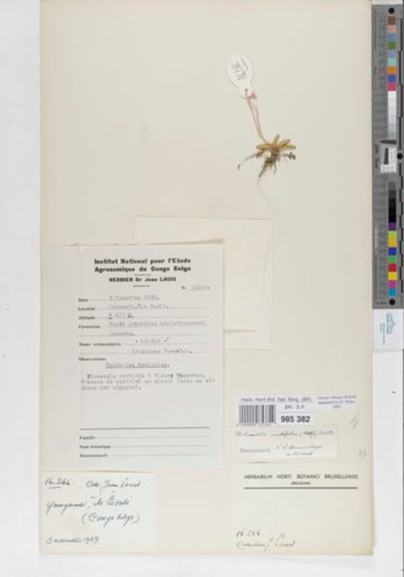 Bolusiella iridifolia subsp. iridifolia photo 3