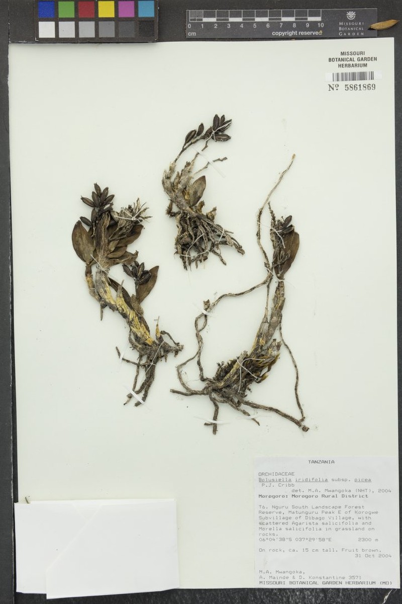 Bolusiella iridifolia subsp. picea