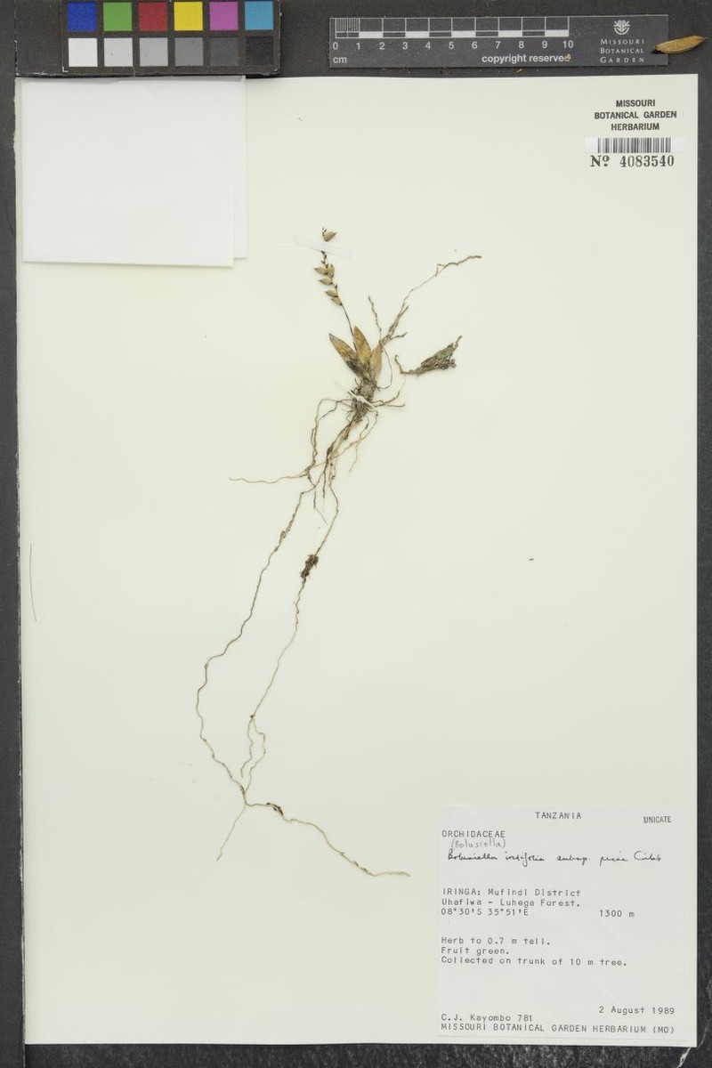 Bolusiella iridifolia subsp. picea photo 2