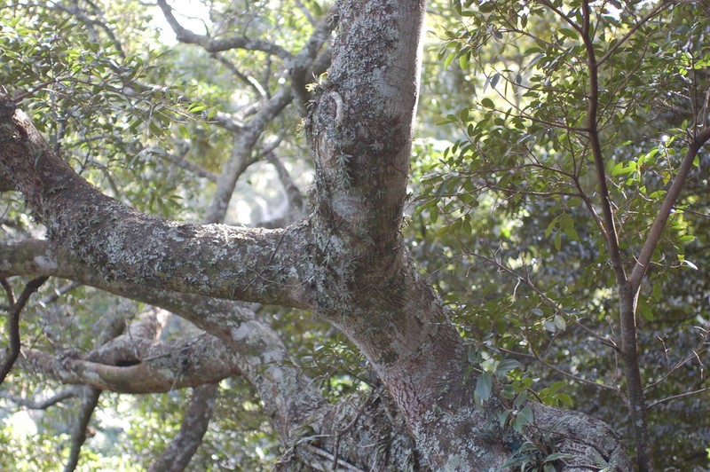 Bolusiella maudiae photo 2