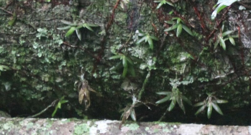 Bolusiella maudiae photo 3